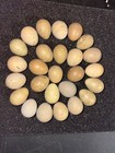 Button Quail Hatching Eggs - 16  - Variety Of Colors - Shipped In Foam Npip
