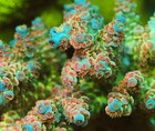 Wysiwyg Tia Ocean Warden Acropora Frag - Sps Coral - Live Coral