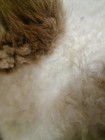Us  100  Genuine Sheepskin Fluffy Fur Rug Windward 60x100cm Natural Soft Fashion
