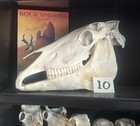 Real Horse Skull Equine Cranium With Mandible Jawbone  Ethically Sourced