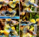 10 Live Guppy Fry - Yellow Dragon Guppy Fry - Live Guppy Fish Usa Seller