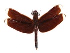 Odonata  3 Pairs Neurothemis Terminata  Peleng Is 