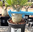 Raresucculent Pachypodium Rosulatum Var  Gracilius H perrier Tuber Plants 5cm