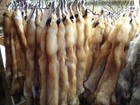 Tanned Red Fox Hides  1 Semi Grade furs trapping taxidermy crafts fresh Tan