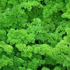 Forest Green Parsley Seeds  Non-gmo  Heirloom  Variety Sizes  Bulk  Free Ship