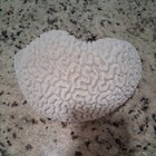 Large Natural Brain Coral Shell Specimen Approx  8 Inches X 6 Inches