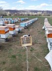 Bee Venom Collector Machine  Raw Bee Venom Collector  Bee Venom Machine  3 Set