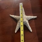Starfish Real Dried Nautical Decor 7    Ocean Beach Natural