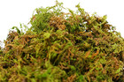 Supermoss 23820 Mountain Moss Green Sphagnum  Mini Bale  Natural Dried