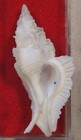 Pterynotus Pellucidus 56mm Japan