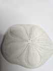 Large Real White Sand Dollar Shell 4    Beach Coastal Nautical Decor