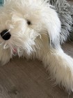 Fao Schwarz Sheepdog Plush Sheep Dog Gray White 39 Inch Long Stuffed Animal Toy