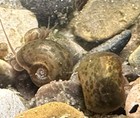 Snails Leopard Ramshorn 20 5 Live Freshwater Aquarium Algae Eaters Feeders     