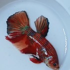 Betta Fish Multicolor Male Live  High-quality  Usa   156