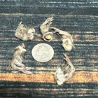 5 Real Tanned Muskrat Front Feet Cured Taxidermy Mount Repair Arts Craft Witch