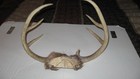9 Point Whitetail Deer Antler Rack Skull Cap Taxidermy Mount Cabin Decor