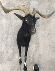 Large Black Goat Taxidermy Shoulder And Feet Mount Nice Rack 32  Horn Spread