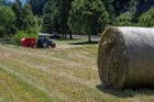 Orchard Grass Hay For Rabbits  Guinea Pig  Chinchilla  Goat  Horse Many Sizes