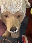 Steiff Growler Bear On Wheels Antique Ride-on Stuffed Animal Toy Still Growls