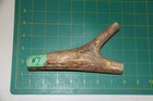 Medium Upper Elk Antler Dog Chew  7   Bone Chews Moose Treats Deer 1011