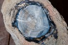 Large Blue Forest Petrified Wood Slab - Limb - Rings - 5   Lbs