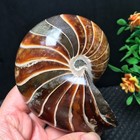 448g  Natural Polishing  Ammonite Crystal Specimens   Fb1655