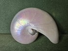 Nautilus Shell Half Pearlescent Iridescent Specimen 6 