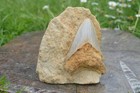 Rare 4 1  Blueish Megalodon Shark Tooth In Original Matrix Rock Javan  Indonesia