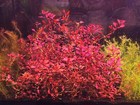 Ludwigia Natans Super Red - Live Aquatic Freshwater - Stem Plants