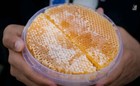 Yemeni Honeycomb Sidr Honey Dowani 2 Pound