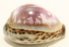   Ea  1900 s Carved Shell With Elephant   i Am Proud Of You  Sailor s Art