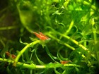 Anacharis - Live Aquatic Plants - Freshwater Plants For Fish Or Shrimp Tank