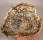 7 5  Polished Petrified Wood Slice Slab Fossil - Madagascar - 1 6 Lbs 