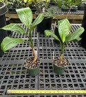 Dieffenbachia Obscurinervia - Rare  Handsome Tropical Rainforest Aroid  Compact