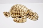 Animal Alley Sea Turtle Plush Toys R Us Brown Tan Stuffed Animal Toy 12  Euc