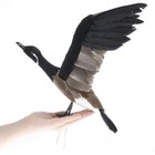 13  Feathered Flying Artificial Canadian Goose With Real Feathers