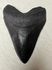 Almost Perfect Megalodon Replica Tooth 4 3 4  Scrimshaw With Megalodon Picture