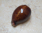 Cypraea Pantherina Red Sea Shell Great Red Color 75 2mm Natural Glossy  F    