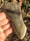 Natural Beautiful 4 39    Megalodon Tooth Fossil Shark Teeth