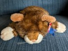 Ty Classic Spice Cat Beanie Buddy Plush Brown Tabby Kitten Vintage Toy 12   