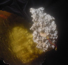 Hermit Head Healing Fossilized Organ Pipe Coral Monks Lek Lai Phra Rishi Shaman