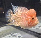 Golden Base Flowerhorn Aaa Quality 