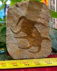Two Large Fossil Starfish Geocoma Carinata From Morocco 150 Million Years Old