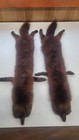 Gorgeous Lot Of 2  Tanned Full Body  Hide Mink Fur Pelt Skin Taxidermy 