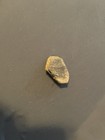 Trilobite Marine Isopod Fossil