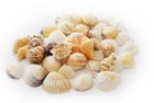 2 Lbs  100  Tropical Shell Mix  1-2   Beach Wedding Coastal Cottage Decor Crafts