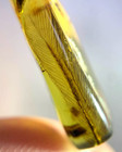 Cretaceous Fossil Burmese Amber Burmite Insect Feather Amber Fossil Myanmar