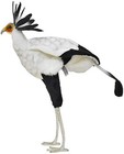 Bh7639 Hansa Secretarybird 59 Real Animal Plush Toy F s W tracking  Japan New