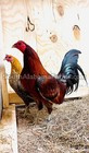 Assortment Sammy Ramsey Grey  Red Quill  Mclean 12 Gamefowl Hatching Eggs