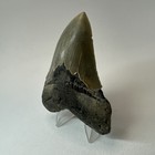 Megalodon Shark Tooth 3 79 Inch - Serrated - Beautiful Fossil - Real Teeth 20336